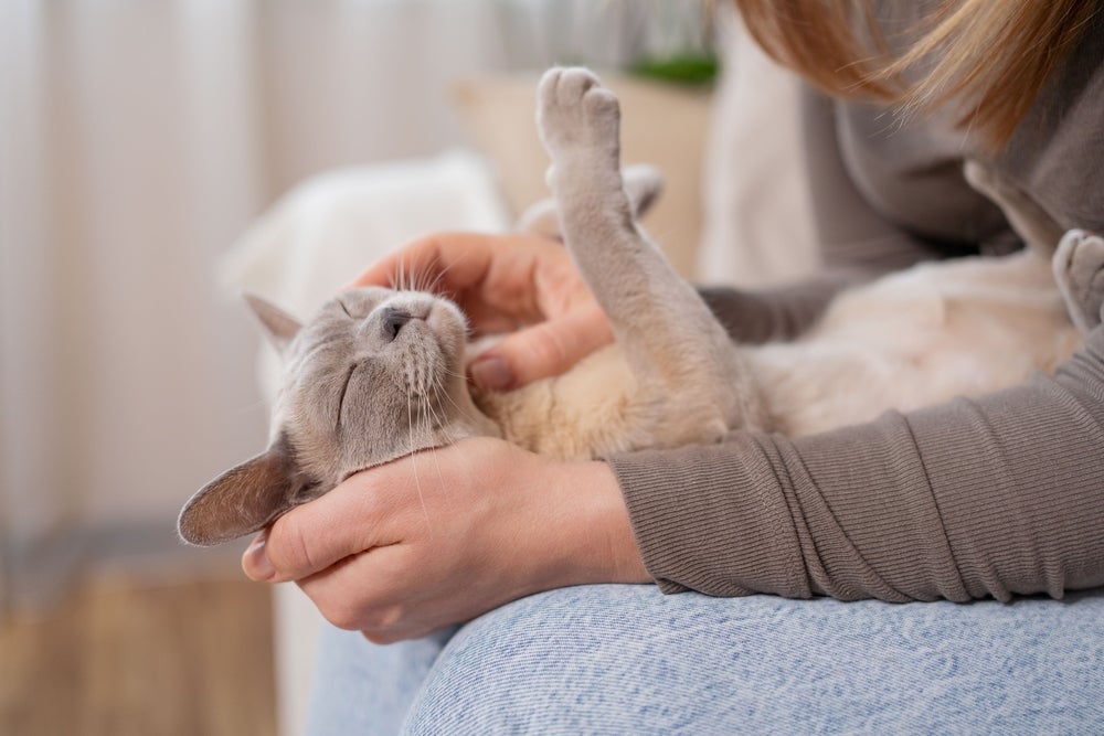Para fazer carinho em gato, o segredo é deixar ele tomar conta da interação!