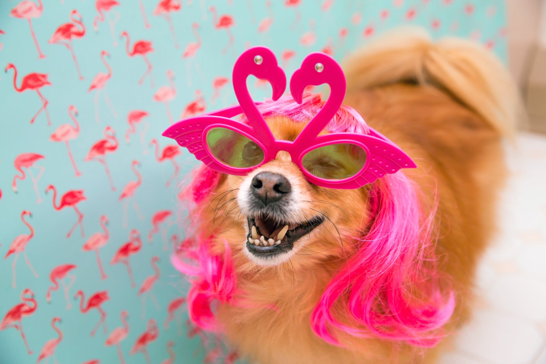Fantasia pet: carnaval é época de escolher uma roupinha divertida para o seu cachorro usar