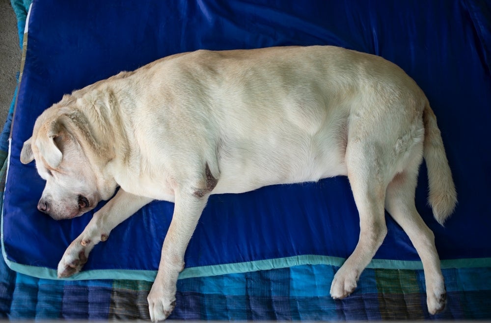 O nódulo em cachorro sempre deve ser investigado