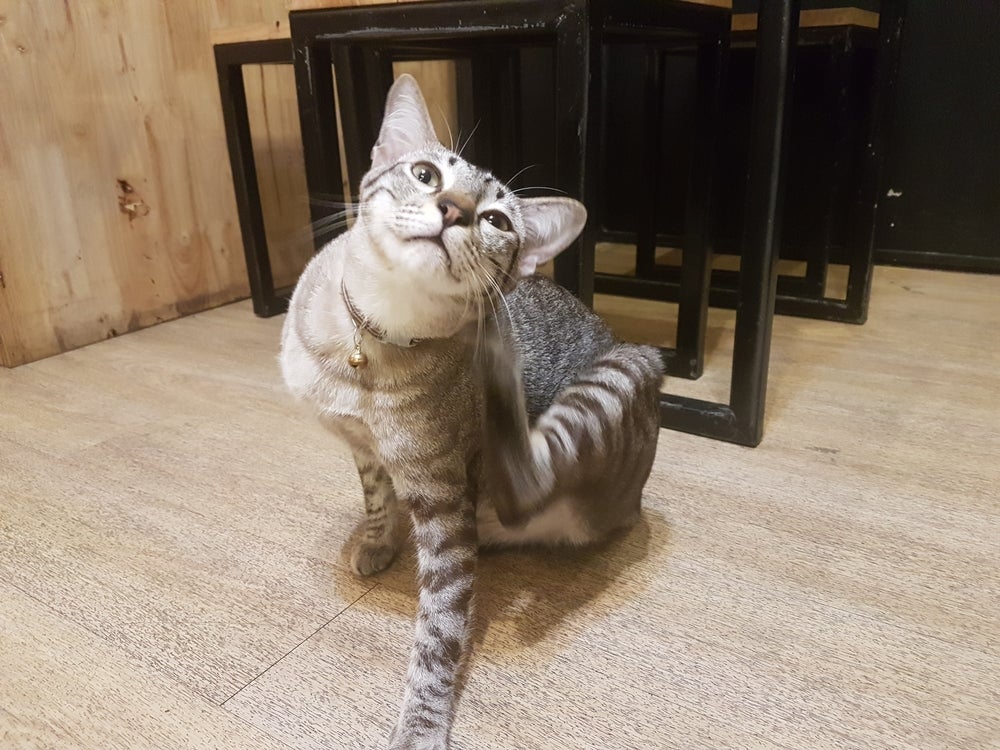O carrapato e pulga de gato costumam causar coceiras