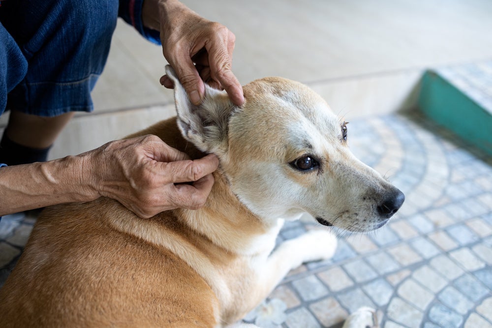 O carrapato em cachorro pode ser encontrado em diferentes partes do corpo. 