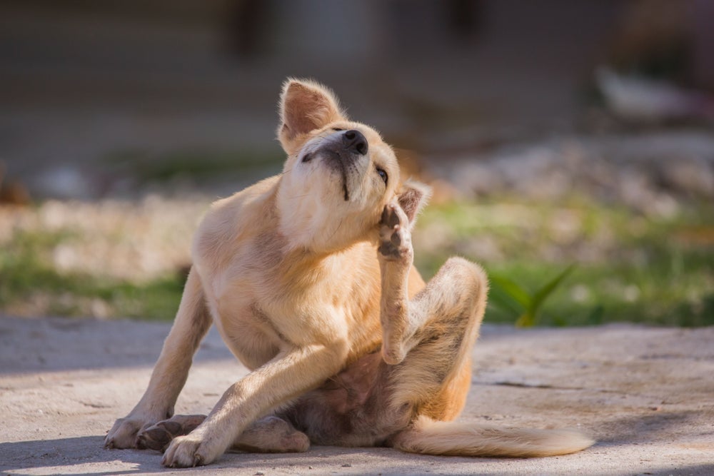 Cuidar de cachorro inclui protegê-lo contra vermes e carrapatos!