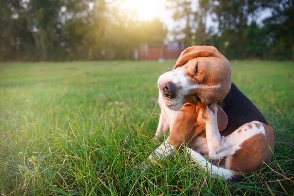 Como acabar com carrapato de cachorro: existe veneno para passar no quintal contra carrapato