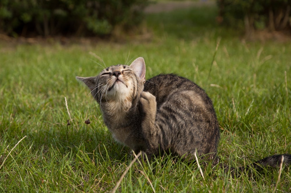 Gato com pulga: animais com acesso à rua estão mais propensos ao problema