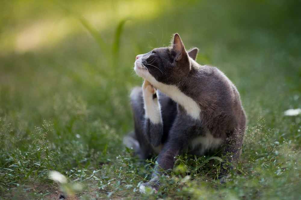 Como tirar carrapato de gato: é importante ter as ferramentas certas em mãos