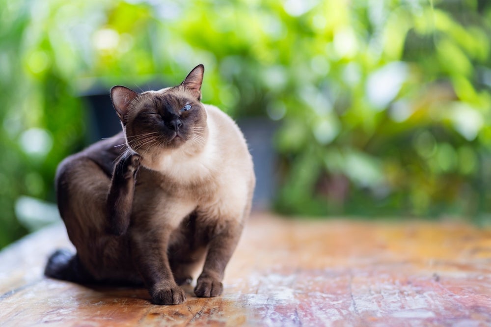 Carrapato em gato: se o bichano convive com cães, mora em casa com quintal ou sai sempre, tem mais chances de ser infectado
