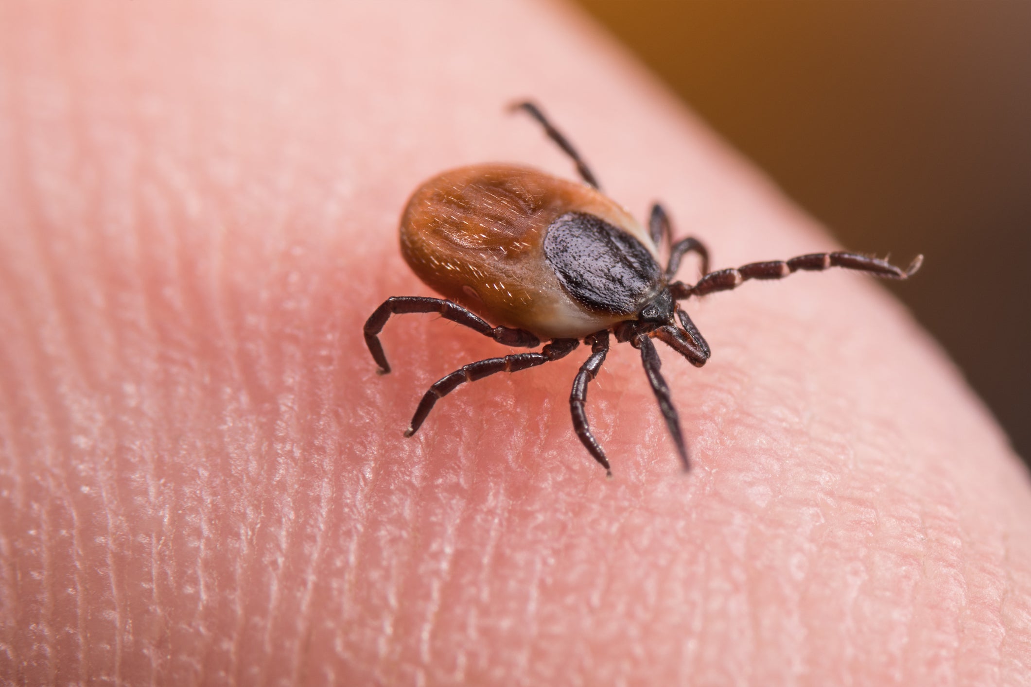 O carrapato de veado é o causador da doença de Lyme, mas não é o único vetor