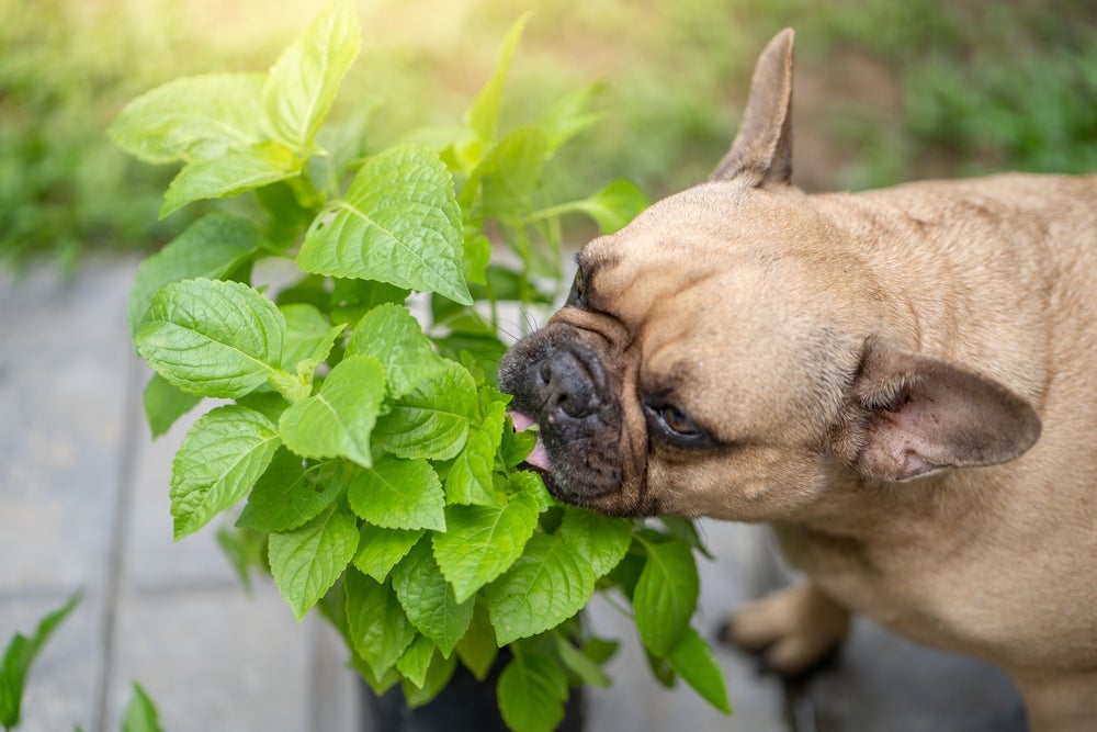 A ingestão de plantas tóxicas e alimentos impróprios pode causar intoxicação em cães