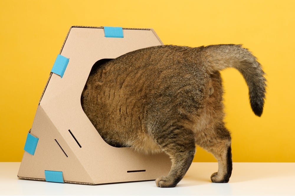 Como fazer casa de papelão para gatos: veja o passo a passo.