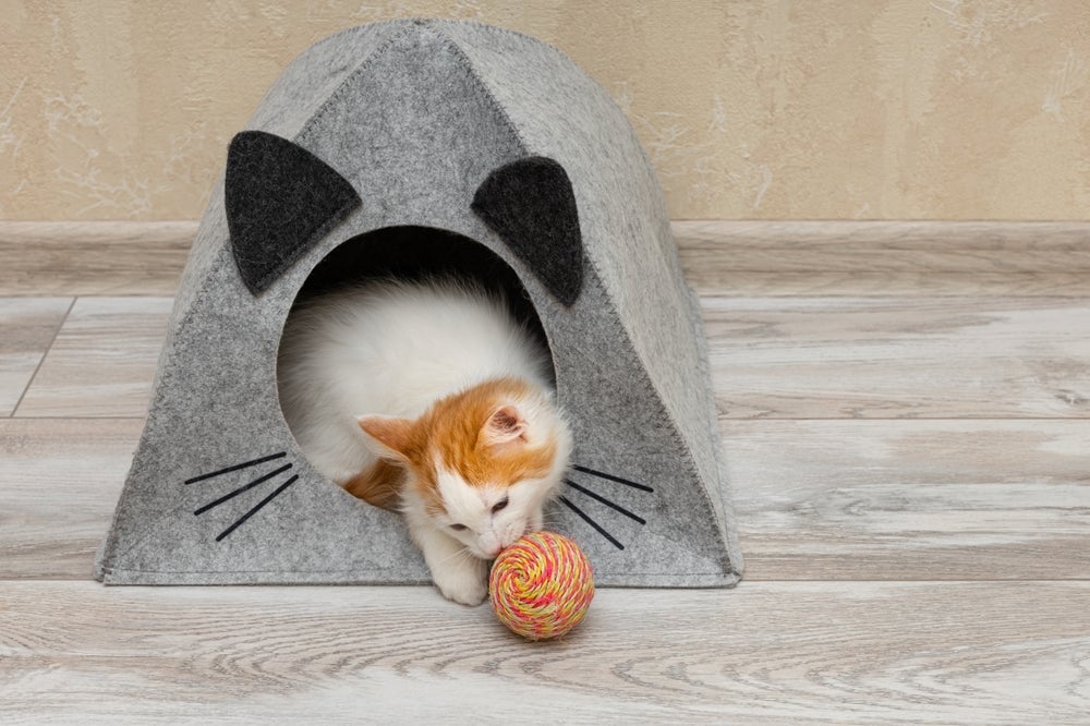 A tenda para gatos de papelão é um charme e pode ser feita de várias maneiras