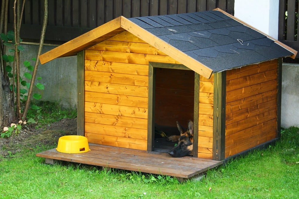 Com essa casinha, cachorro grande fica protegido do clima