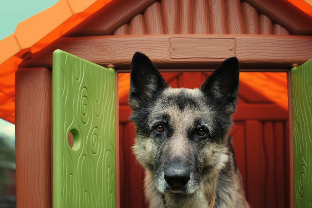 A casinha de cachorro grande de plástico é fácil de limpar