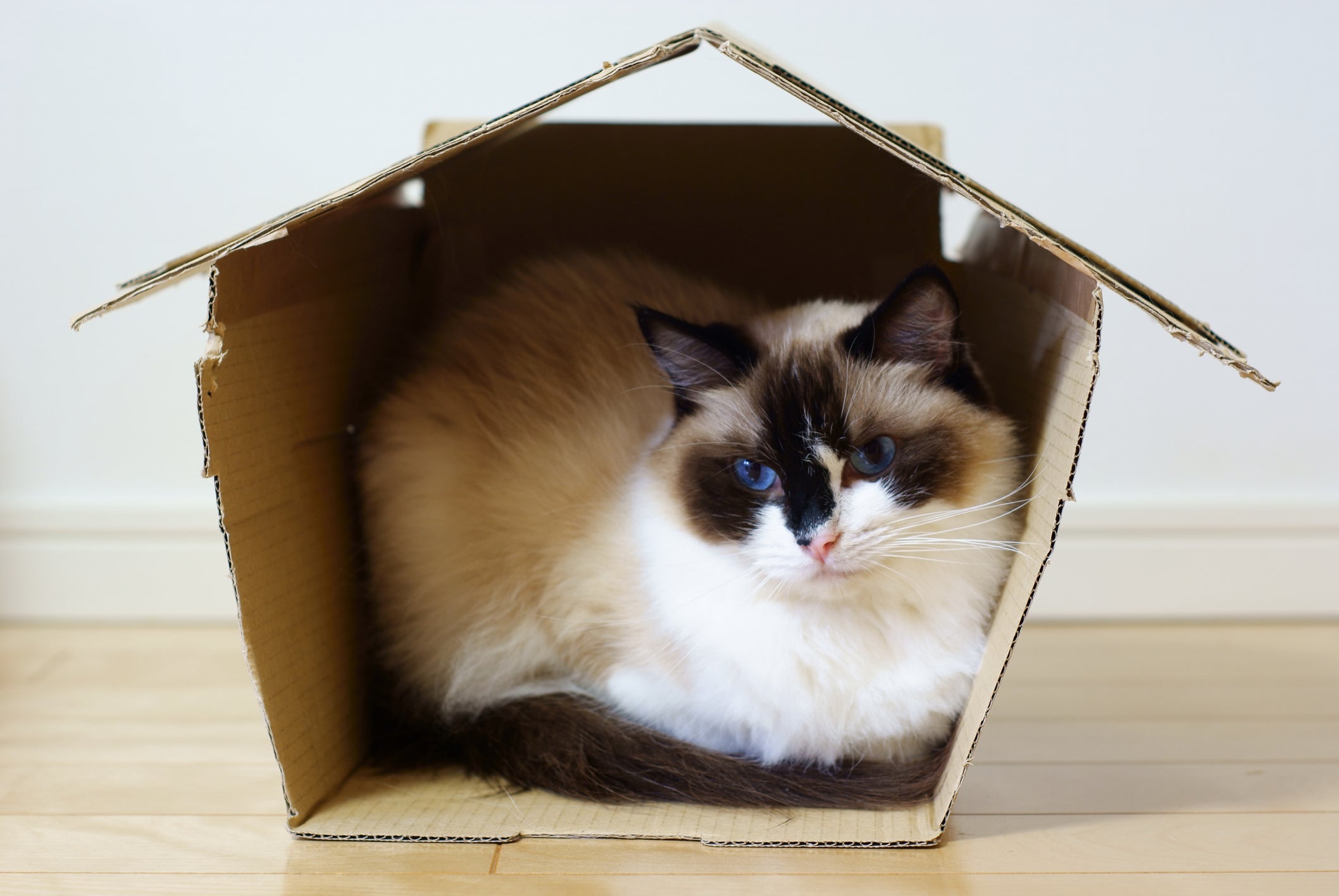 Desenhe o formato desejado das portas e janelas na casa de papelão para gatos
