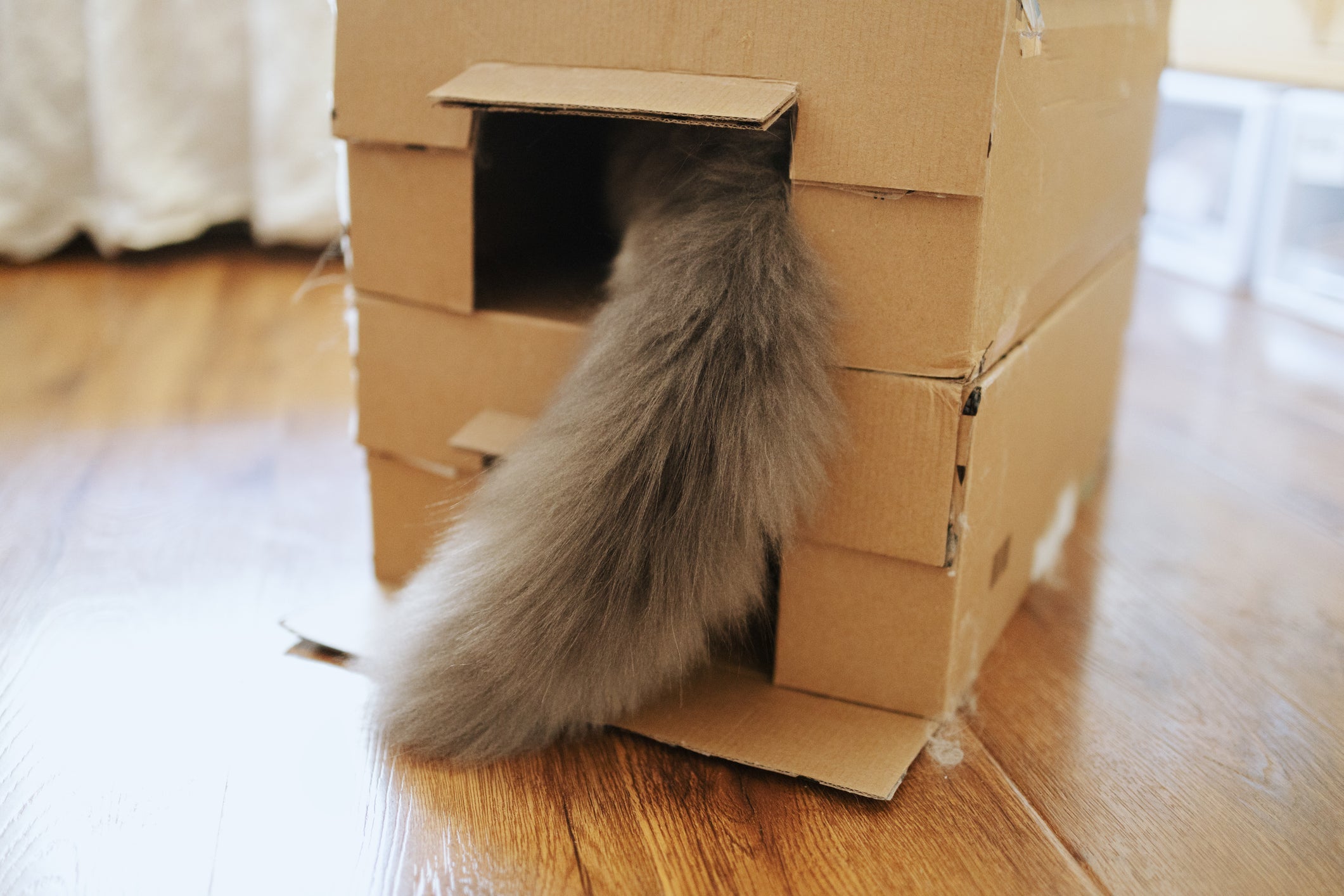 A casa de papelão para gatos pode ter vários andares e contar com decorações diferentes