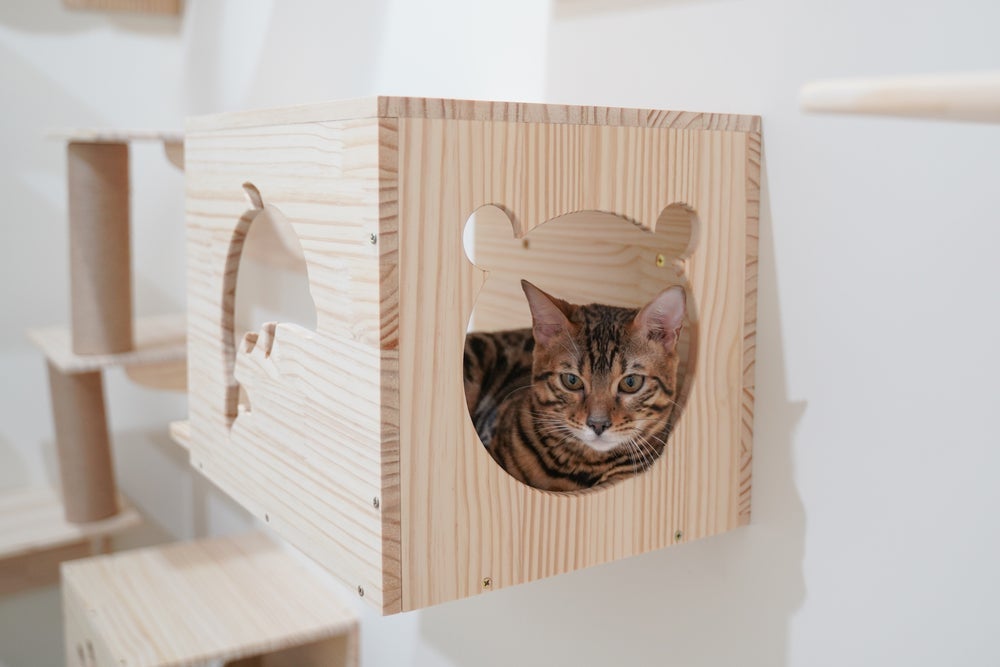 A casinha de gato também pode ser instalada no alto, como se fosse um nicho