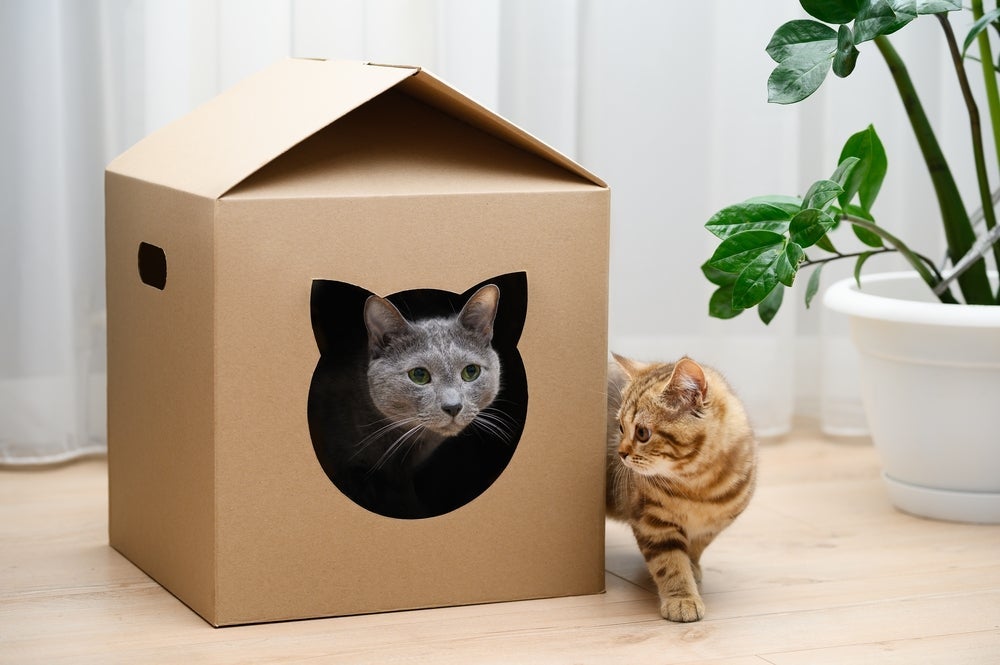 Casinha para gatos de papelão: até as mais simples encantam o seu pet