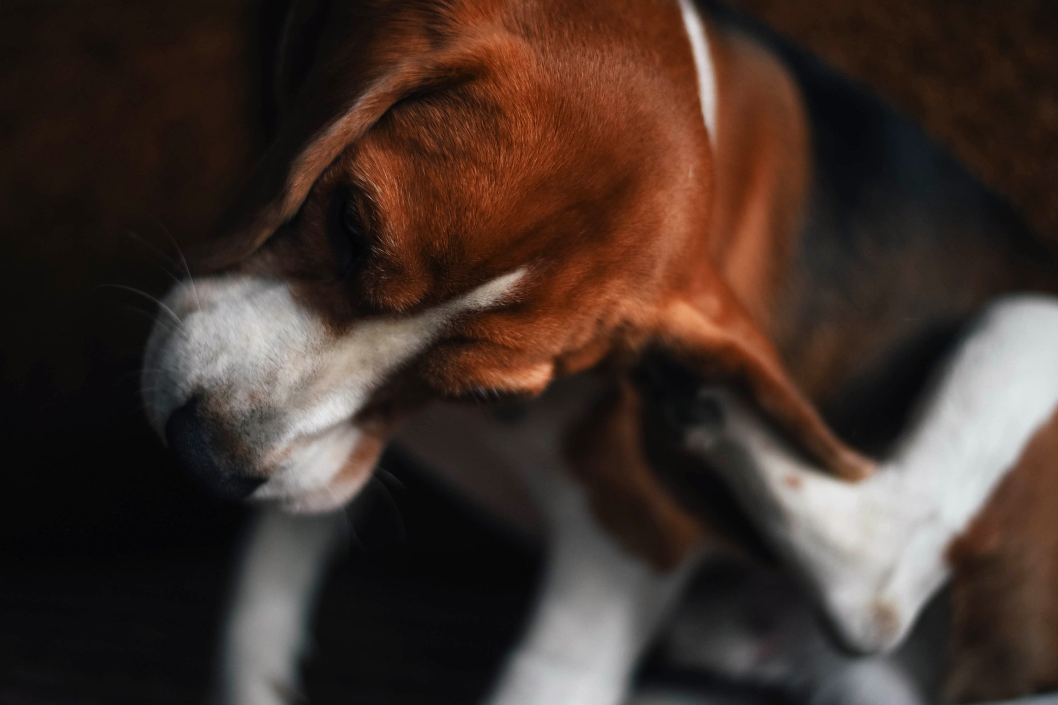 A caspa seca pode ser causada pelo ressecamento da pele do cachorro ou por infestação de parasitas