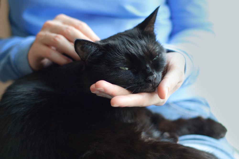 A caspa em gato preto fica mais evidente devido ao contraste das casquinhas brancas com a pelagem