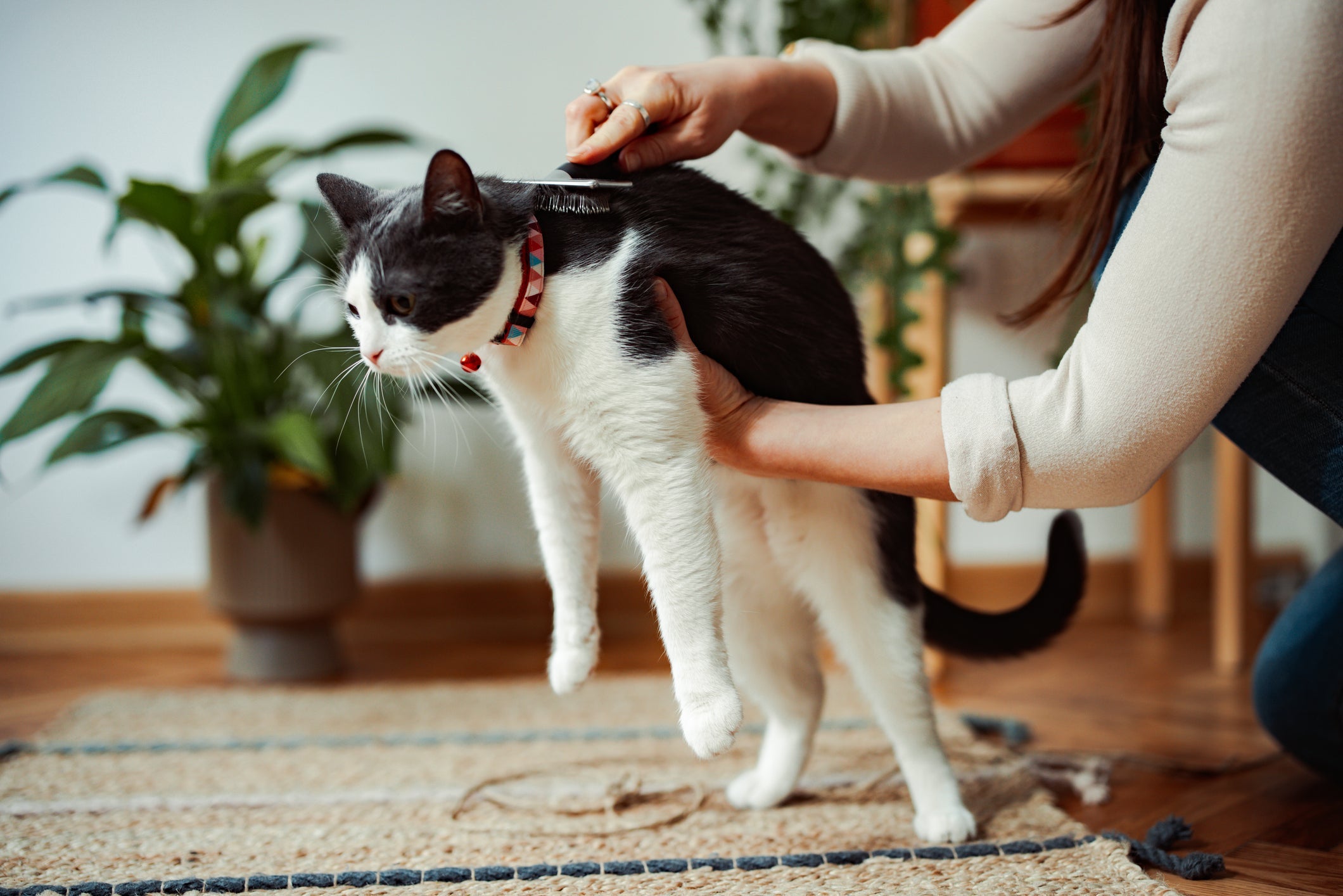 Escovar o pelo regularmente é uma das melhores maneiras de evitar e controlar a caspa em gato