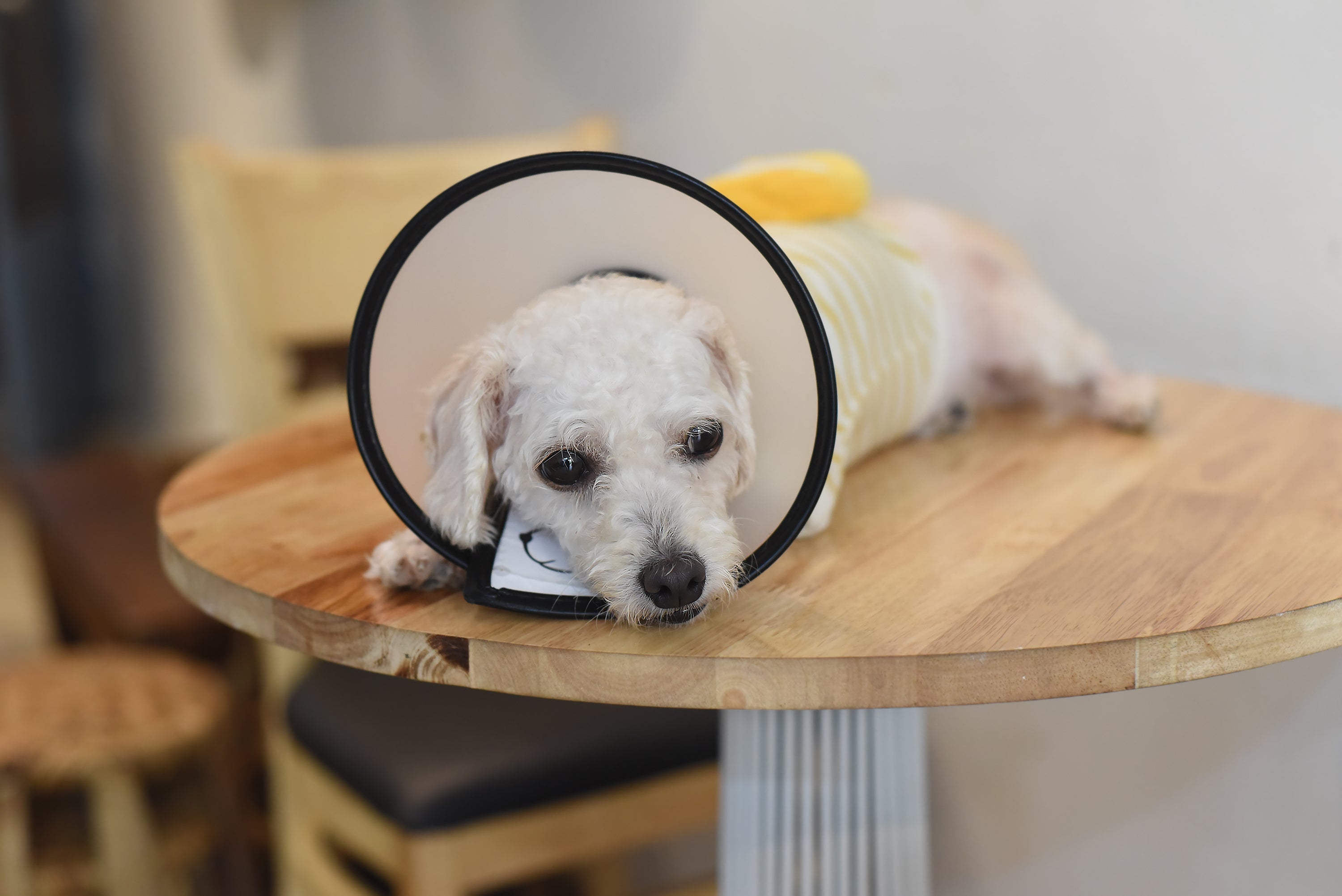 A castração de macho impacta diretamente em características comportamentais do cachorro
