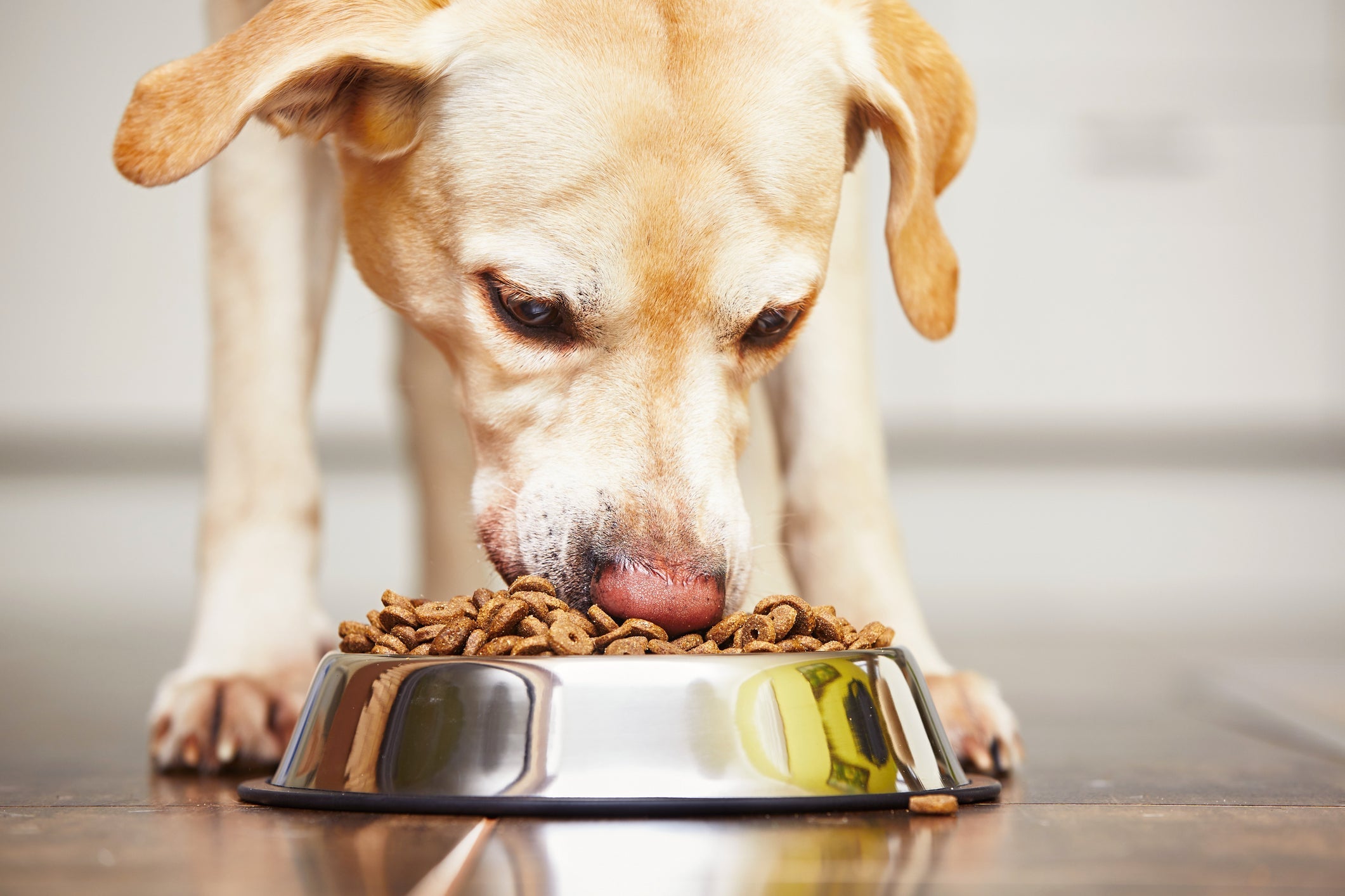 Alimentação do cachorro deve ser regrada depois que o animal for castrado