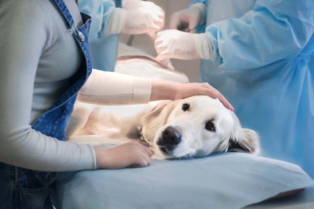 Castração de cachorro é uma cirurgia de pouco risco. Se informe sobre o serviço na sua região.