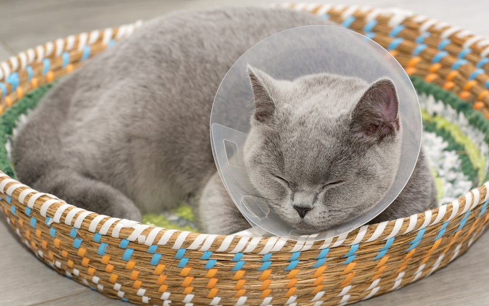 Câncer de mama em gata pode ser evitado com a castração do animal