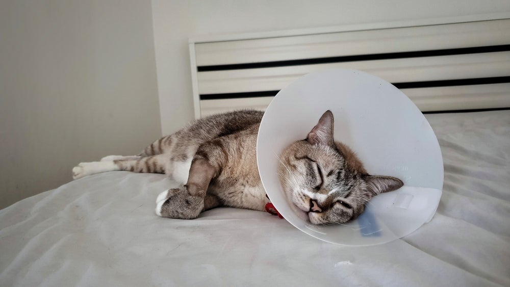 Depois da castração, gato precisará usar um colar elizabetano ou roupa cirúrgica para não ter acesso aos pontos da cirurgia