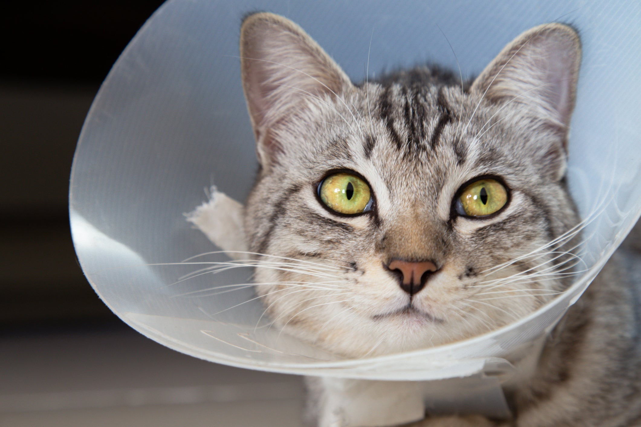 Um dos cuidados pós-castração de gato é o uso de colar elizabetano