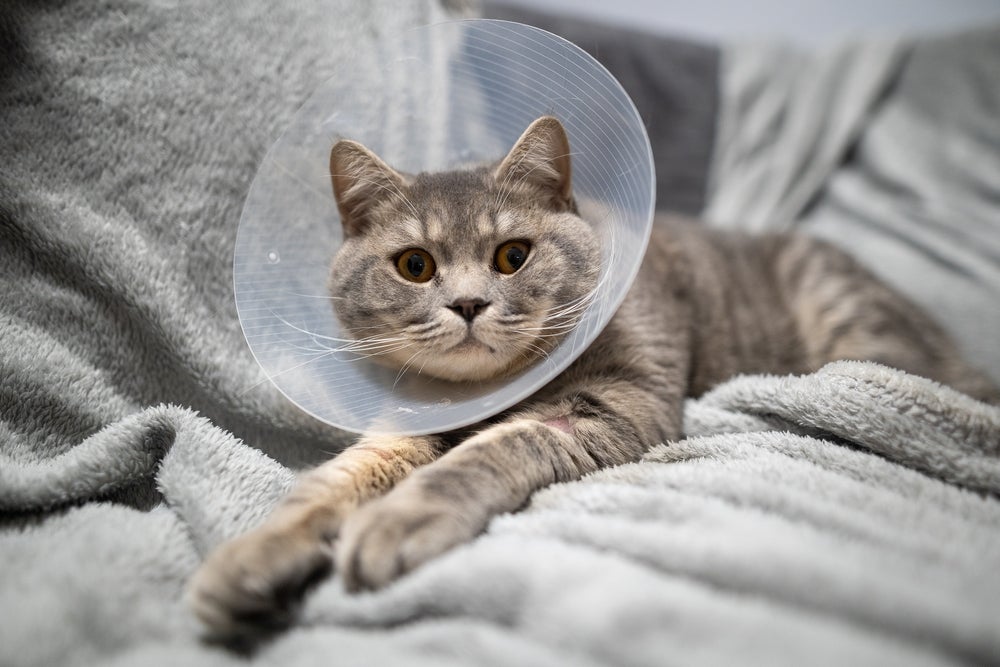 A castração de gato é um procedimento essencial para melhorar a qualidade de vida do felino