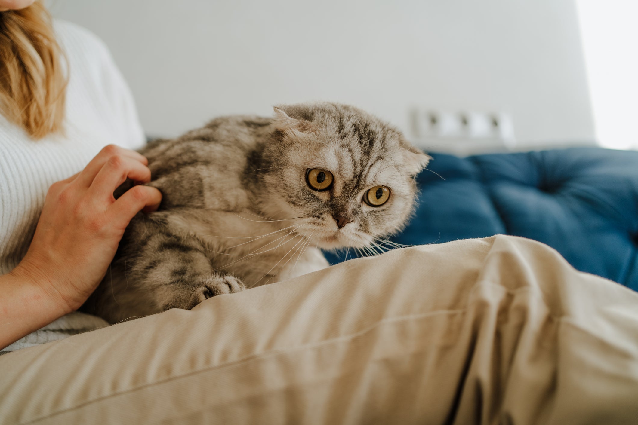 Donos precisam ter alguns cuidados antes da castração do gato