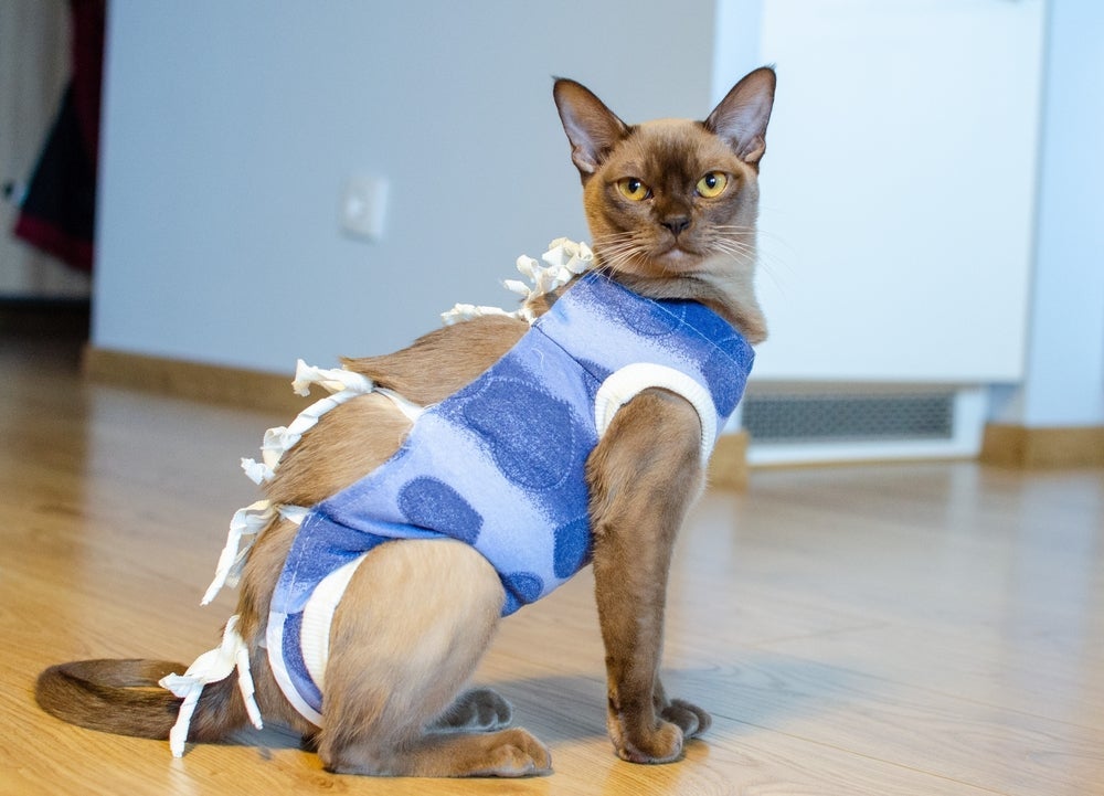 Esporotricose: a castração pode evitar que o felino escape de casa e contraia a doença