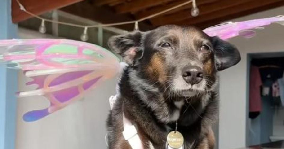 O cachorro vira-lata preto do vídeo se chama Rogerinho