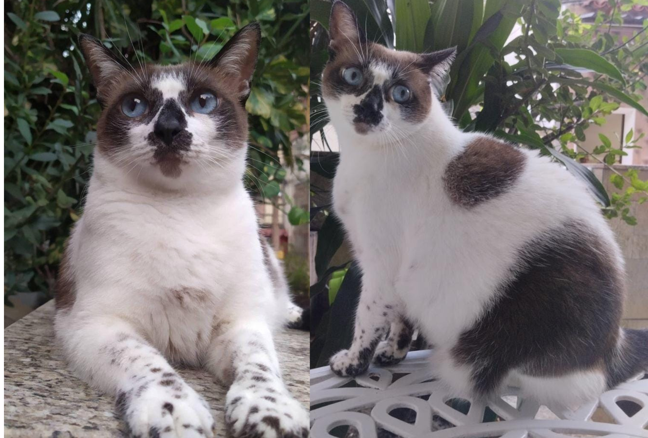 A Meg se deu super bem com a cat sitter contratada pela Etienne