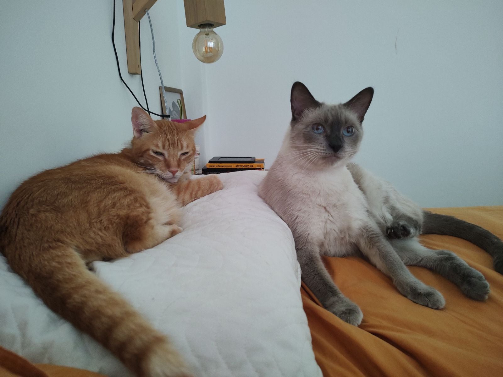 O Tom e é um gatinho que precisa de um cat sitter que saiba lidar com sua personalidade
