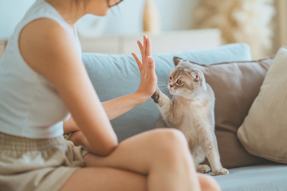 Cat sitter cuida do seu gato enquanto você precisa ficar fora de casa por um tempo.