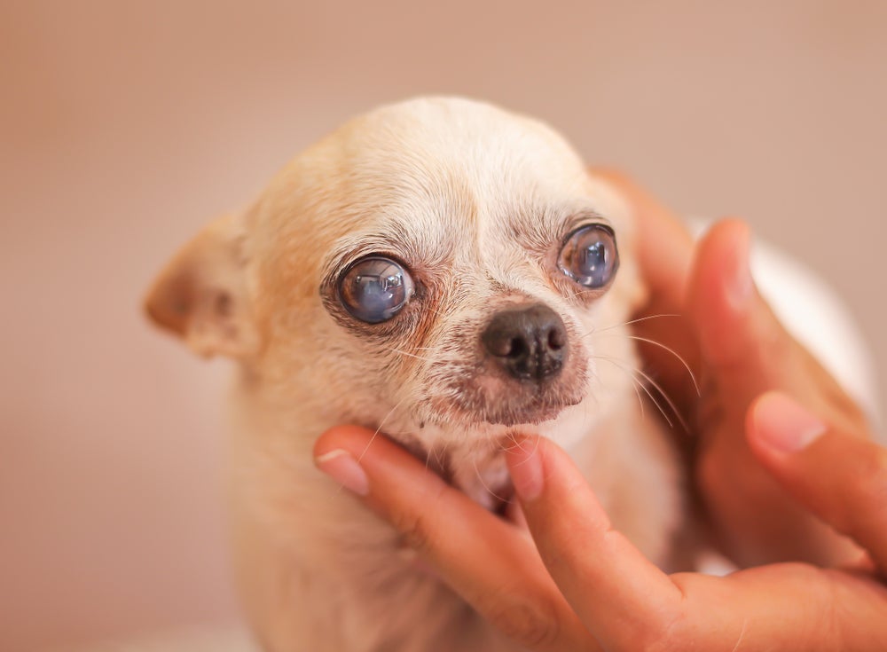 A catarata em cachorro pode ser revertida com um procedimento cirúrgia