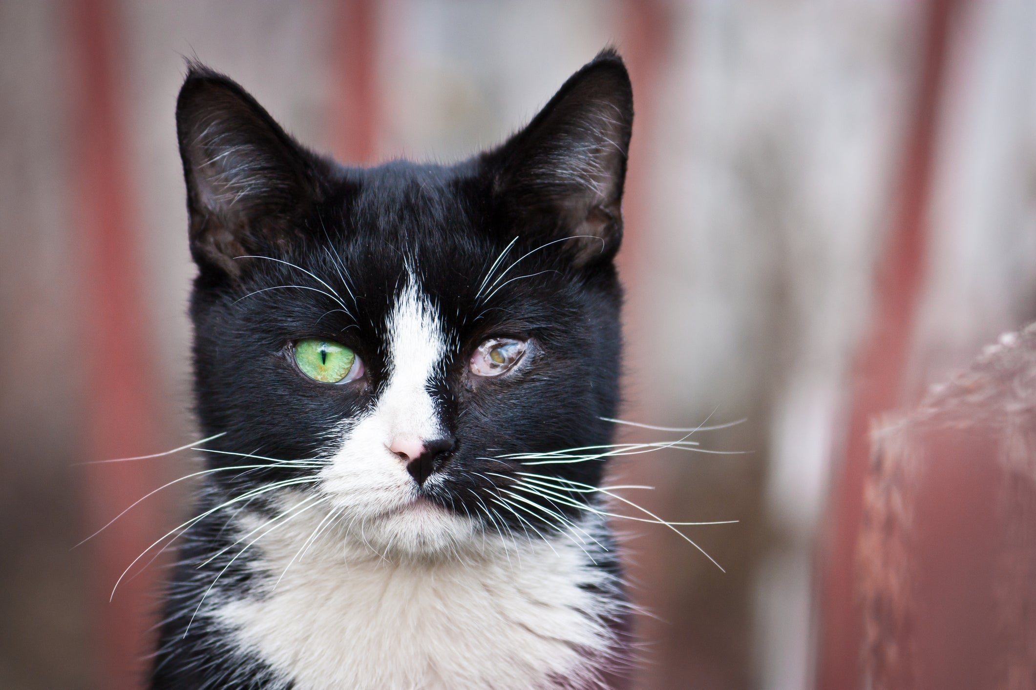 A catarata em gatos muitas vezes é identificada por conta das manchas brancas ou azuladas nos olhos