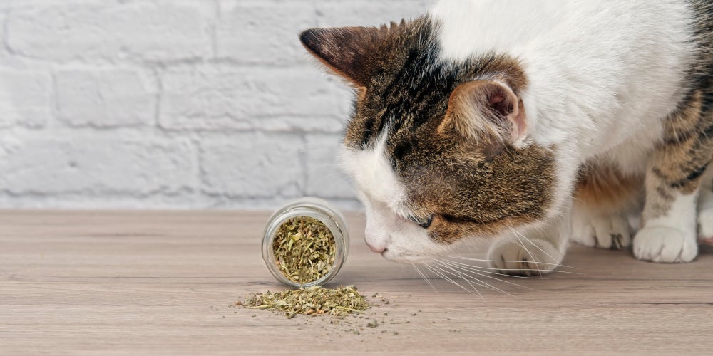 A erva do gato, assim como o matatabi, estimula os instintos do pet e o deixa mais eufórico e ao mesmo tempo relaxado
