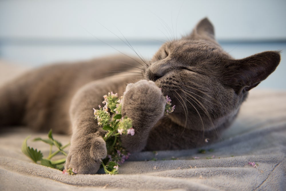 O catnip - ou erva-de-gato - causa efeitos intrigantes nos animais