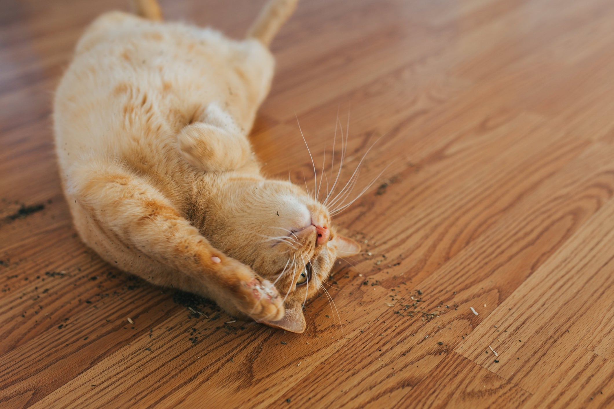 A erva do gato pode ser espalhada em pequenas quantidades pela casa 