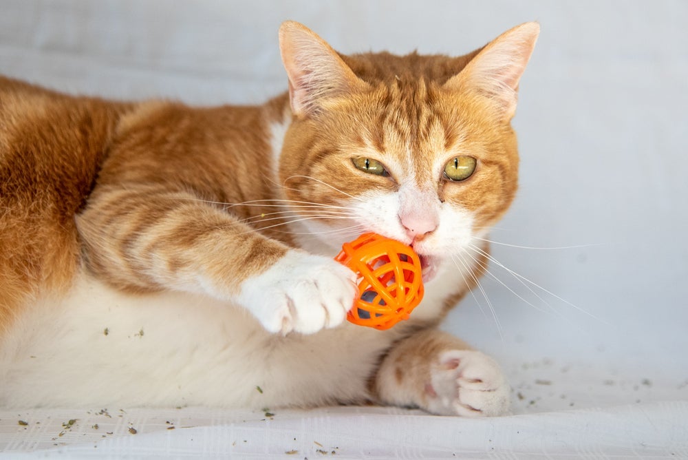 Despejar erva de gato nos brinquedos do bichano é uma ótima estratégia