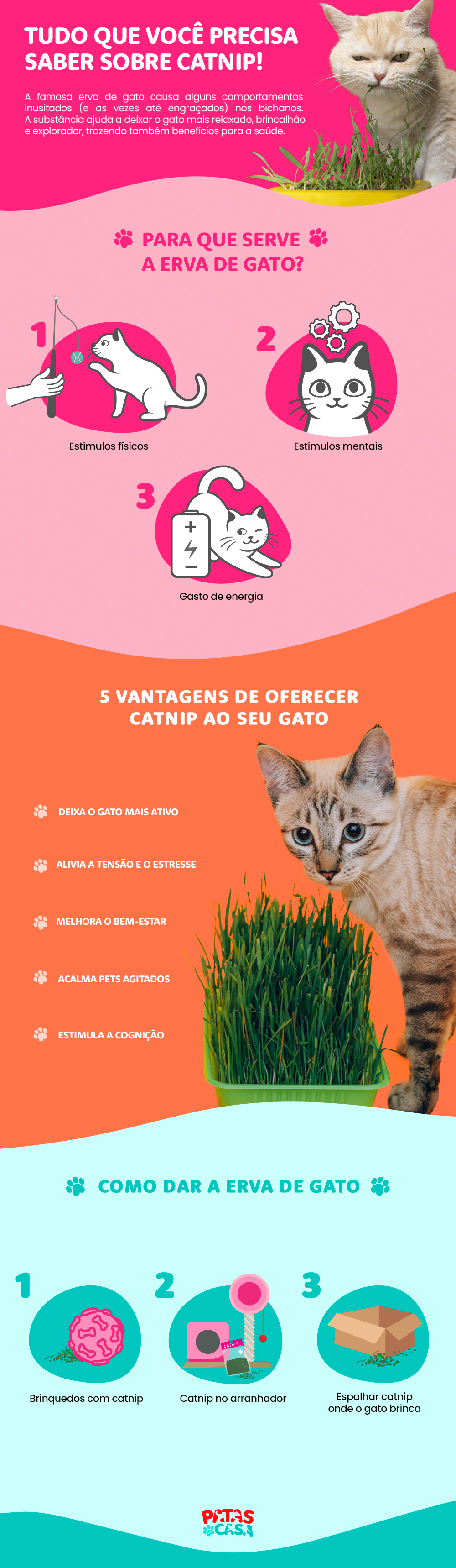 O catnip - ou erva de gato - serve como um estimulante para felinos