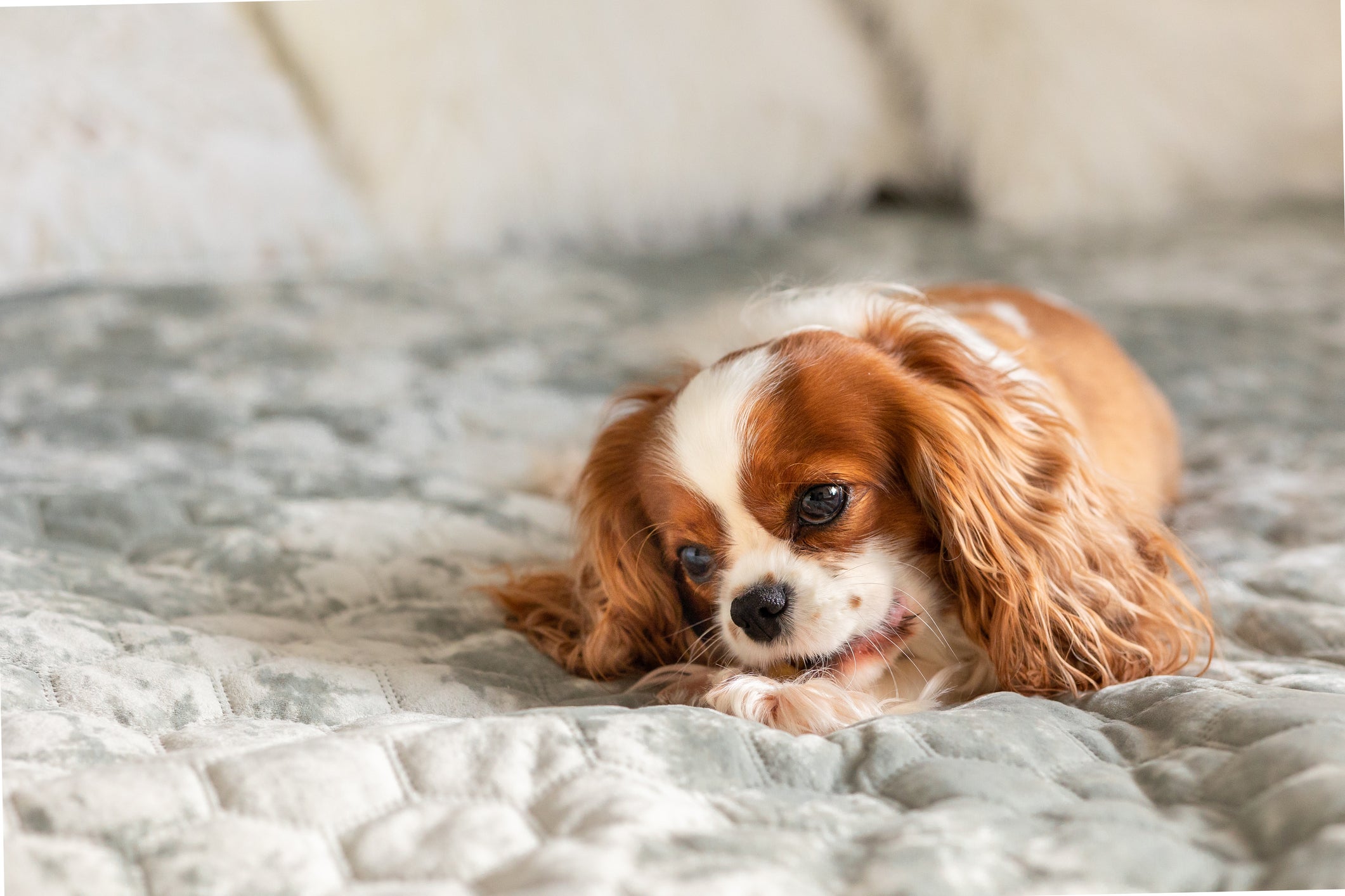 O Cavalier King Charles Spaniel é aquele cãozinho que prefere chorar do que latir