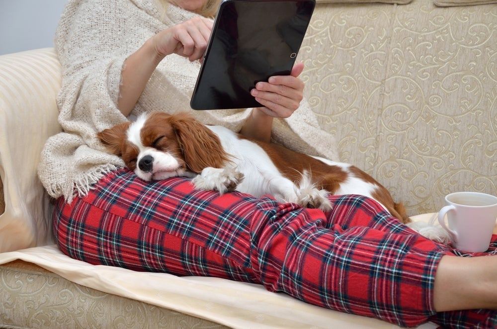 O Cavalier King Charles Spaniel adora tirar cochilos no colo do tutor
