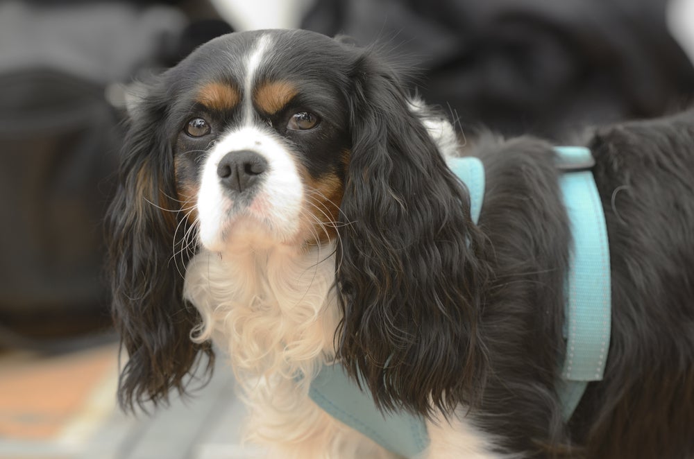 O Cavalier King Charles Spaniel é perfeito para quem mora em apartamento