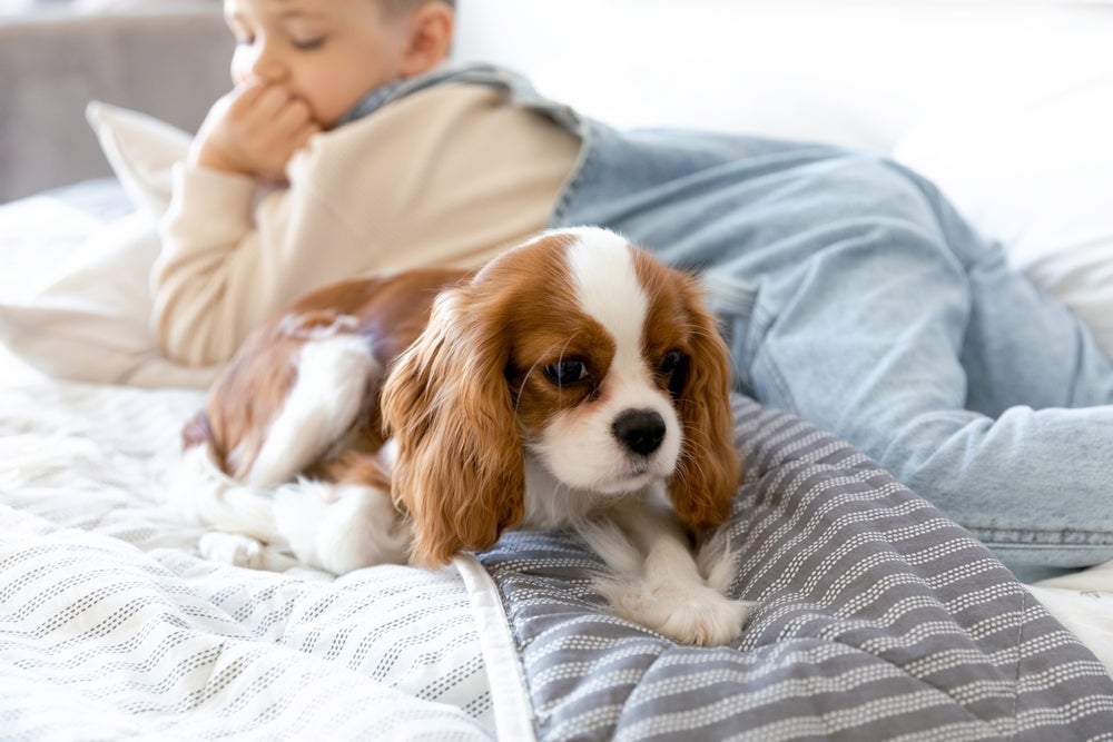 O Cavalier King Charles Spaniel é obediente e carinhoso