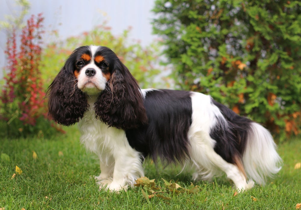 O Cavalier King Charles Spaniel é uma raça de saúde frágil