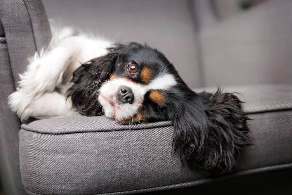 Cavalier King Charles Spaniel: cachorro da raça é preguiçoso e não costuma se adaptar a atividades que exigem muito dele