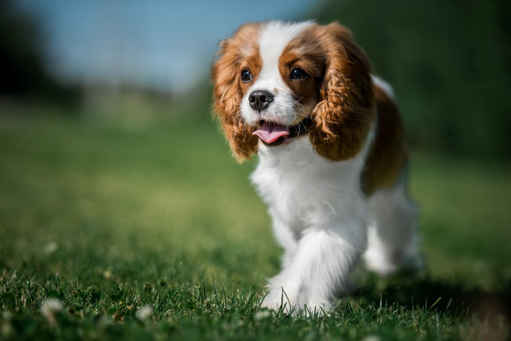 Você nunca se sentirá sozinho com um Cavalier King Charles Spaniel